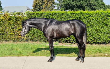 Alero Gelding 2017 Hunter for sale Pic 1