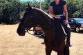 Amaro Gelding 2011 Hunter Sold by European Sporthorses (1)