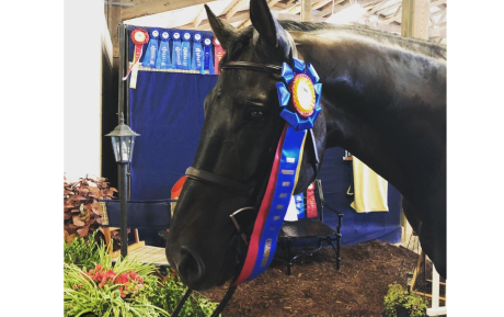 Amaro Gelding 2011 Hunter Sold by European Sporthorses (2)