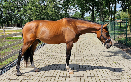 Amor Gelding 2020 Hunter for sale Pic 1