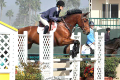 Architekt-Gelding-2005-Jumper-Equitation-horse-in-California