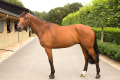 Architekt-Gelding-2005-Show-jumping-horse-for-sale-Pic-1