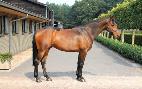 Bonhomme-Gelding-2006-by-Montender-Jumper-Pic-1