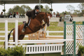 Caledonia Sold by European Sporthorses (2).JPG