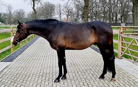 Calimero Stallion 2018 Hunter for sale pic 1