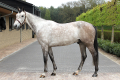 Calypso--Gelding-2007-byTjungske-Jumper-for-sale-1