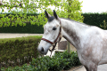 Calypso--Gelding-2007-byTjungske-Jumper-for-sale-2