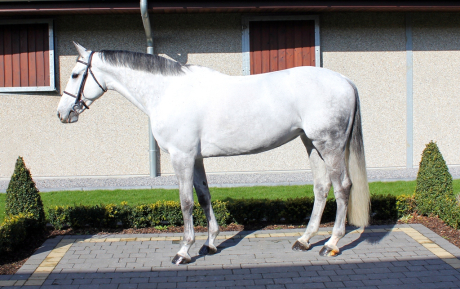 Cardenta Sport Horse for sale.JPG