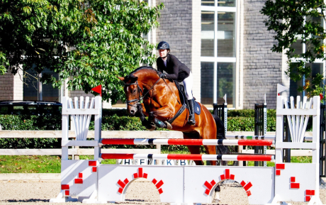 Cardo de Rio Gelding 2014 by Carpaccio x Robin Z Sold by European Sporthorses