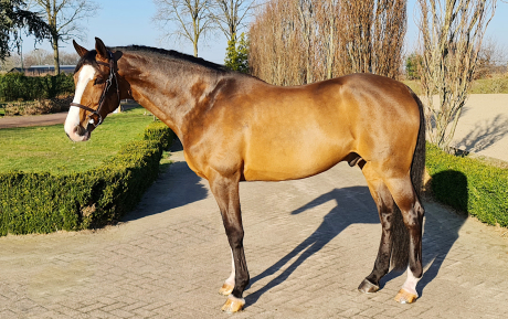 Casino Gelding 2010 Hunter for sale Pic 1