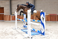 Casino Jumper for sale Jump Pic Montfort 1