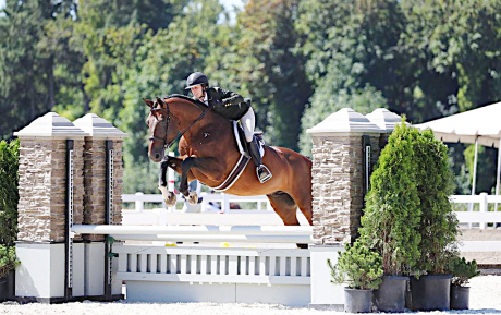Cavalli Equitation horse for lease and sell successfull in USA