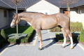 Centurion-Hunter-for-sale-1