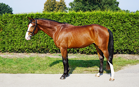 Charter Gelding 2017 Hunter for sale Pic 2