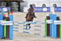 Collin Gelding 2007 by Sam R Pic 1 (1)