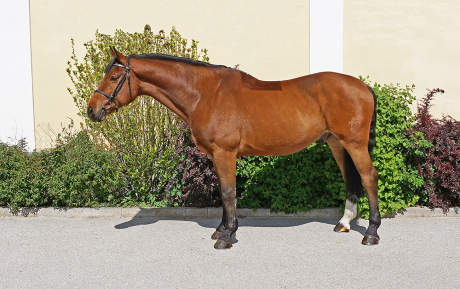 Come-Back-Gelding-2008-by-Cent-x-Caletto-Jumper-for-sale-Pic-1