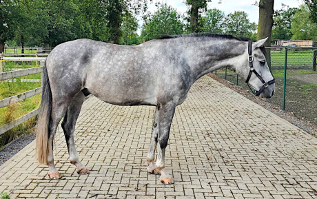 Conan Gelding 2019 Jumper for sale Pic 1