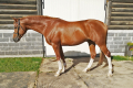 Concord Gelding 2014 Home Pic 1