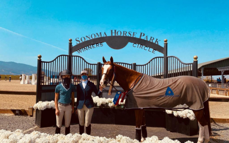 Concord Successful Hunter sold by European Sporthorses