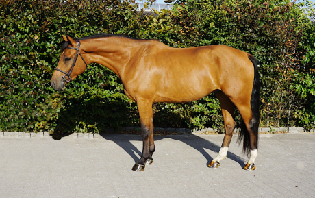Contino Gelding 2016 by Contadour Hunter for sale Pic 1 small.JPG