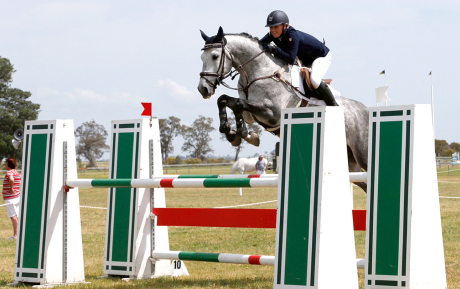 Courage-Jumper-sold-by-European-Sporthorses-Michael-Mildner
