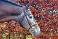 Creoll-Stallion-2016-Hunter-for-sale-Pic-2