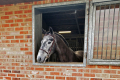 Creoll-Stallion-2016-Hunter-for-sale-Pic-3