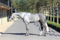 DaVinci-Gelding-2008-by-Zurich-Hunter-For-Sale-Picture-1