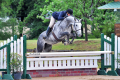 DaVinci-Gelding-2008-by-Zurich-Hunter-For-Sale-Picture-3