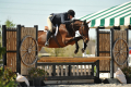 Dapperling-Hunter-for-sale-(1)