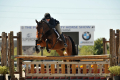 Dapperling-Hunter-for-sale-(2)