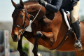 Dapperling-Hunter-for-sale-(3)