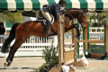 Dapperling-Hunter-for-sale-(4)