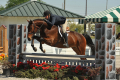Dapperling-Hunter-for-sale-(5)