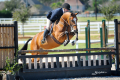 Dayshine-Hunter-for-sale-Pre-Green-Pic-7