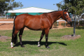 Dayshine-Mare-2008-Hunter-for-sale-US-2