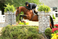 Dayshine-mare-2008-Small-Hunter-for-sale2