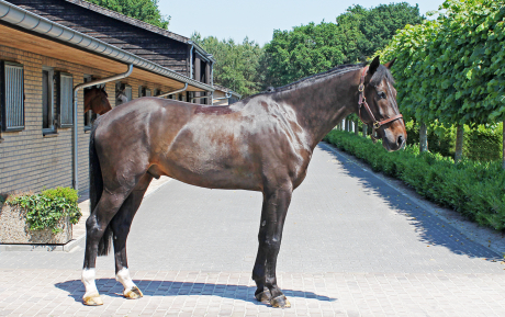 Domingo-Gelding-2009-by-Despots-Pic-1