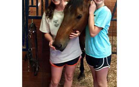 Eclipse Hunter Jumper sold by European Sporthorses