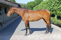 Eclipse-Gelding-2009-by-Zento-Home-Pic-1