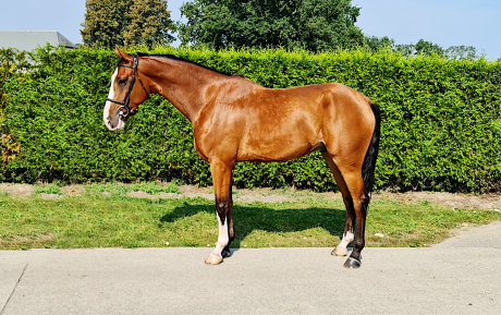 Eliott Gelding 2016 by El Salvador Pic 1