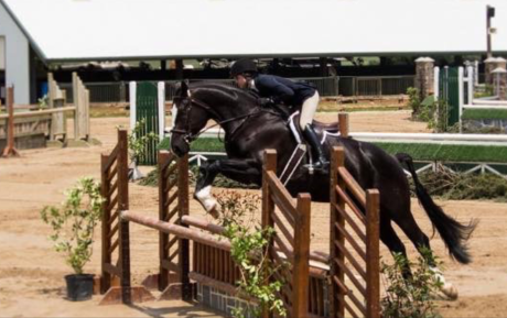 Fritz Hunter For sale Pic 1