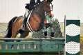 Gelding 2004 Equitation Horse for sale Pic ST2 2