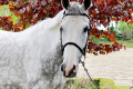 Gelding 2015 by Cavalo Z x Balougran Z (1)