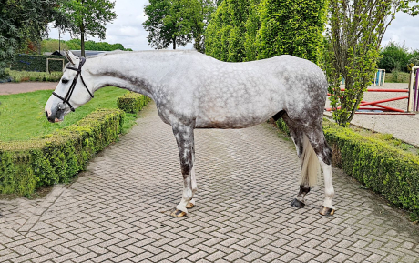 Gelding 2015 by Cavalo Z x Balougran Z (2)