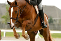 Gilbert-Hunter-Sold-to-USA-Pic2