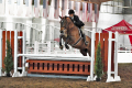 Gindins Gelding 2010 Hunter for sale Pic 1