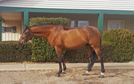 Gindins-Gelding-2010-Hunter-for-sale-Pic-3