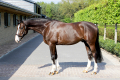 Graf-Gelding-2008-Hunter-for-sale-Pic-1