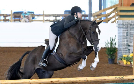 Graffiti Hunter Sold by European Sporthorses